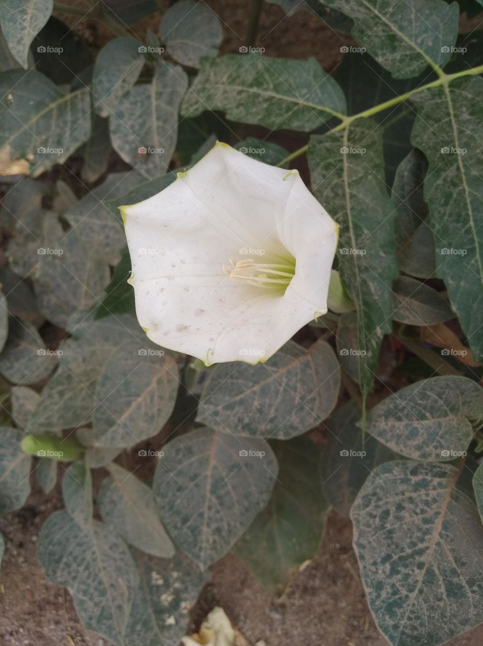 the Datura Flower white in colour looks very beautiful generally found everywhere fresh seasonal very poisonous species
