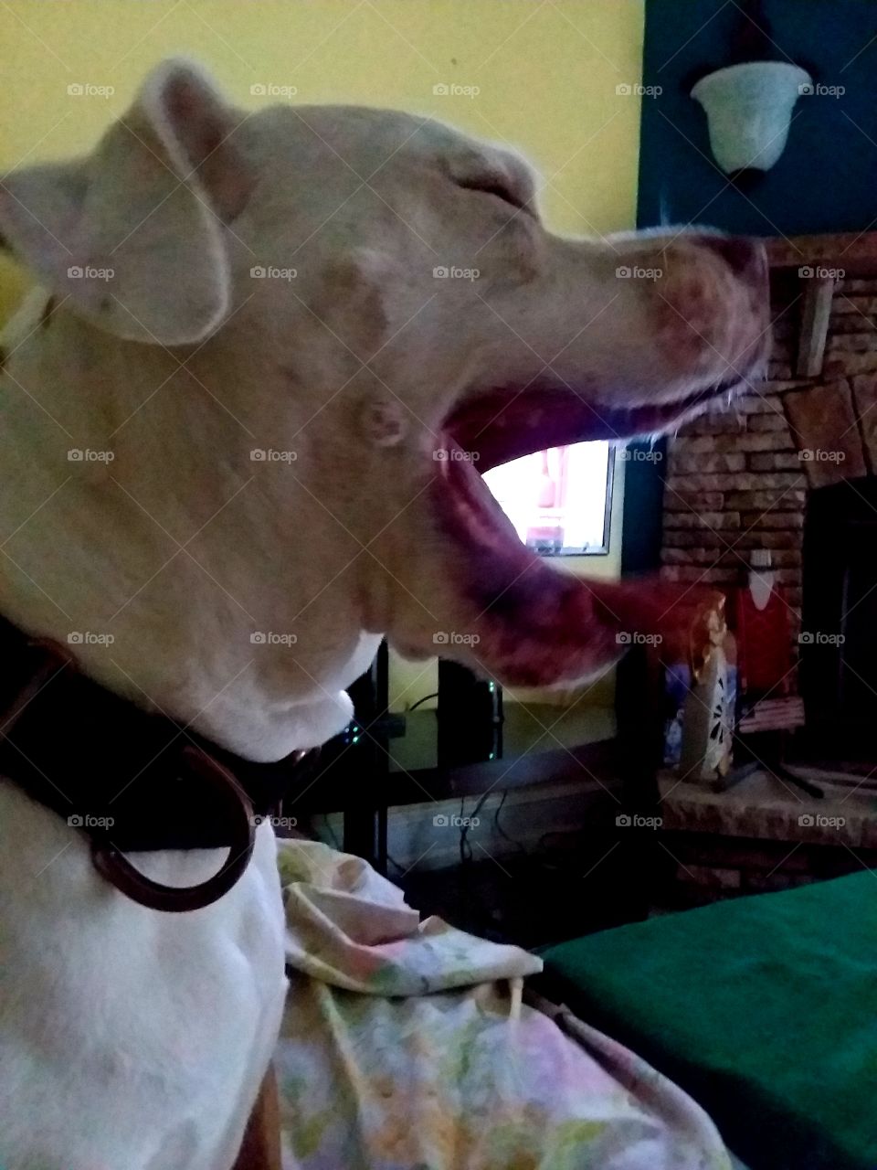 Oh Mindy so tired...yawning big she had a RUFF Day laying in the sun and shade