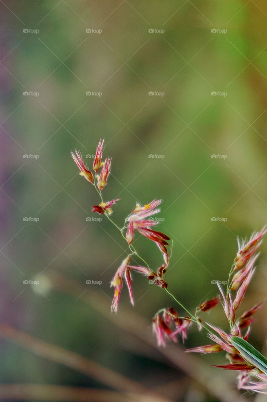 A close up focused picture of flowered wild grass with blurred background.