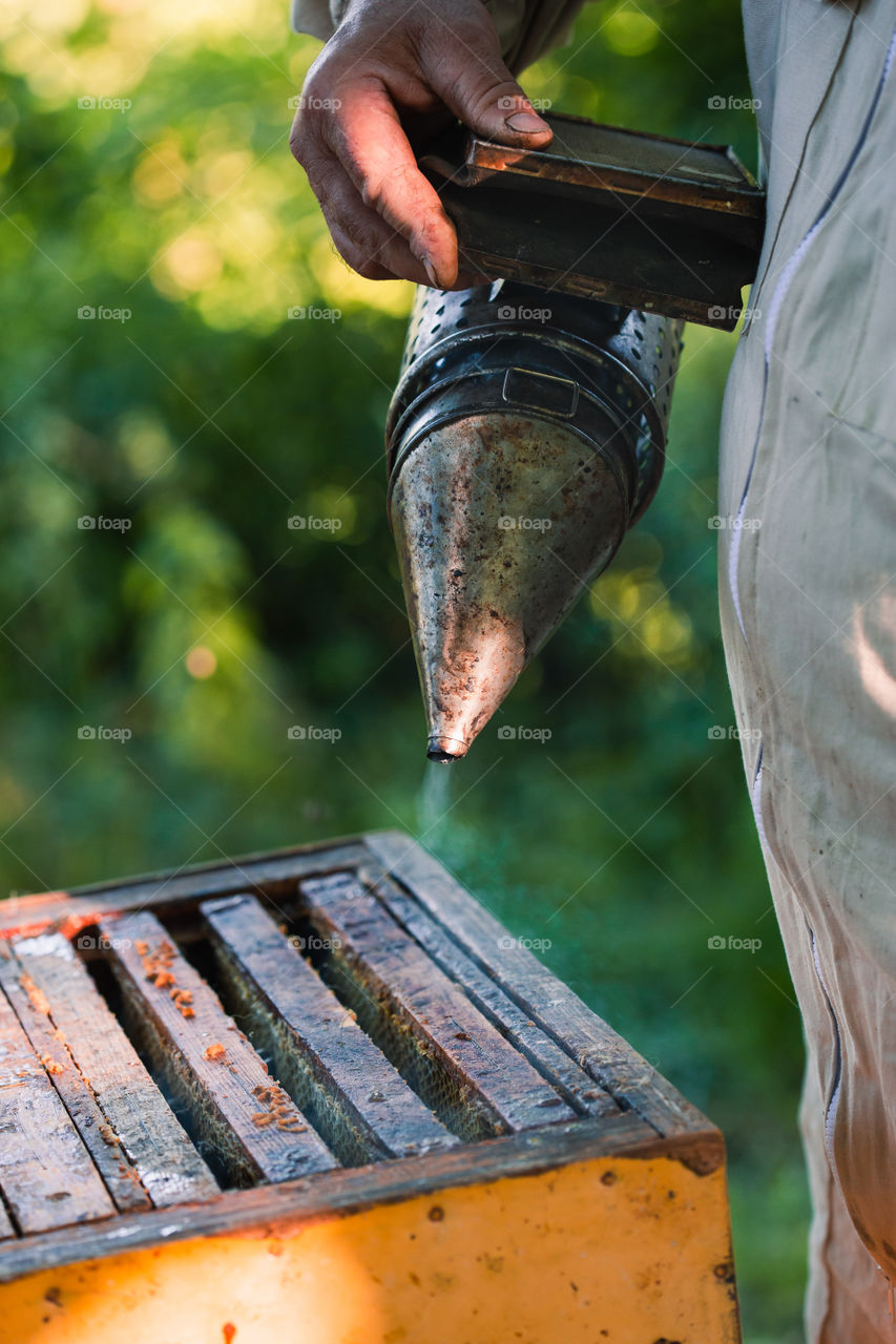 Beekeeper working in apiary, drawing out the honeycomb with bees and honey on it from a hive