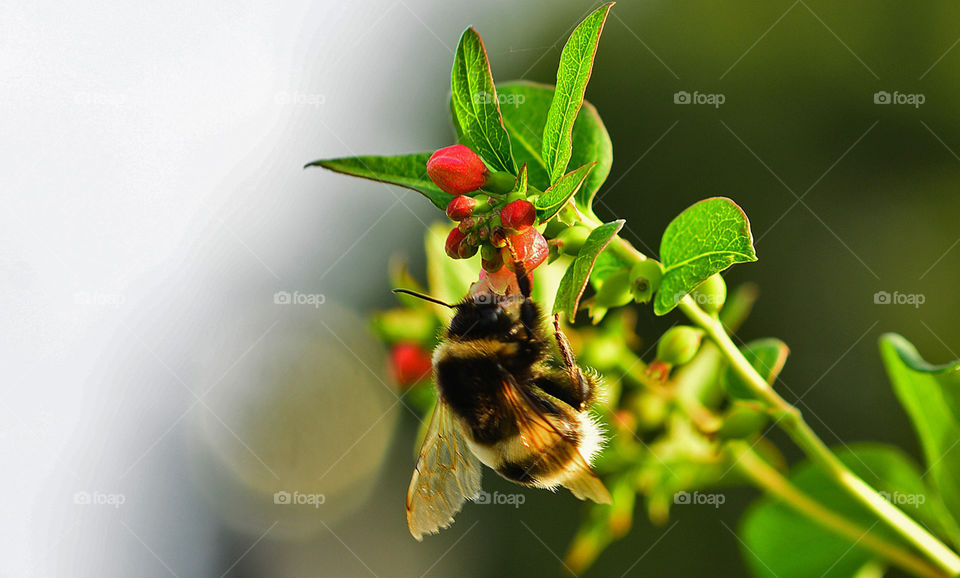 Mr. Bumblebee