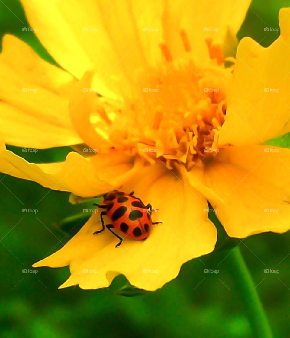Yellow Flower and Lady Beetle Bug