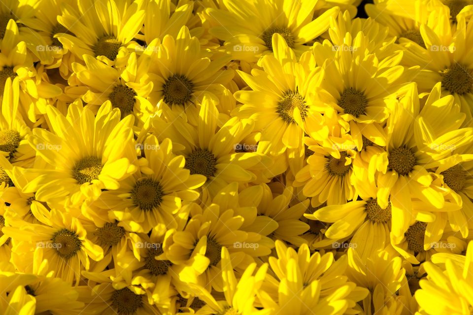 Yellow flowers during sunset. Frame filled with bright yellow flowers. Contrast. Flowers in sunlight and in shade. Different layers