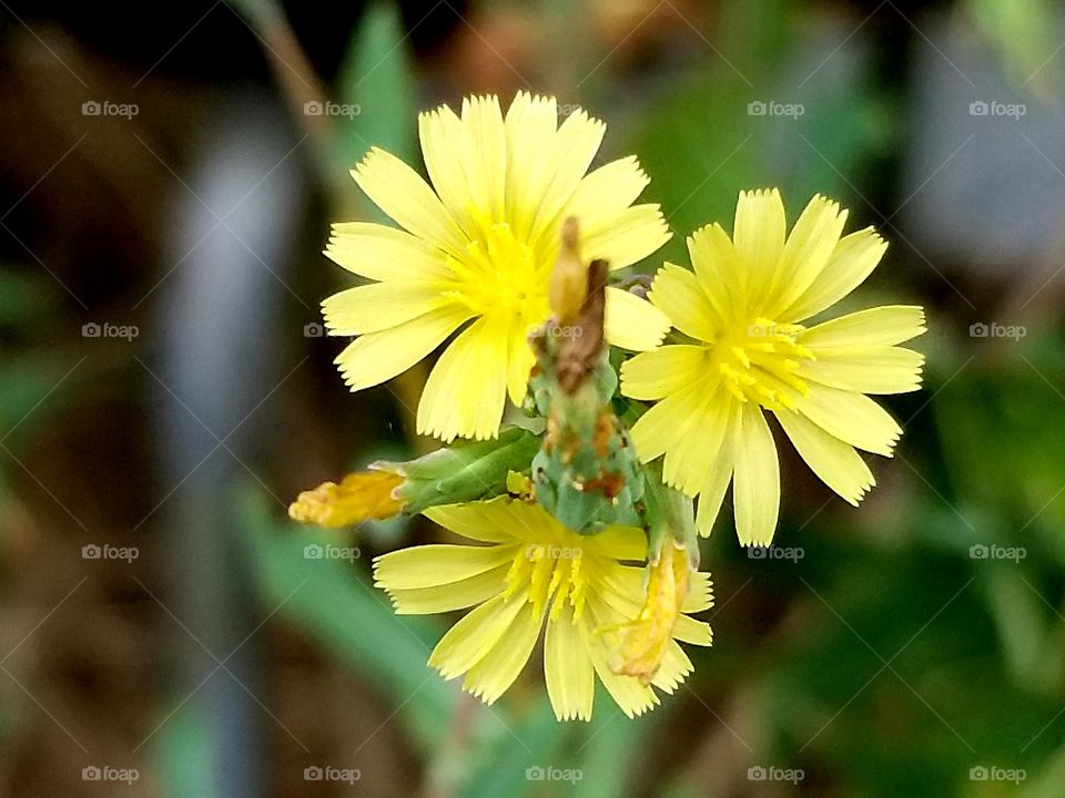 Tiny yellow flowering plant