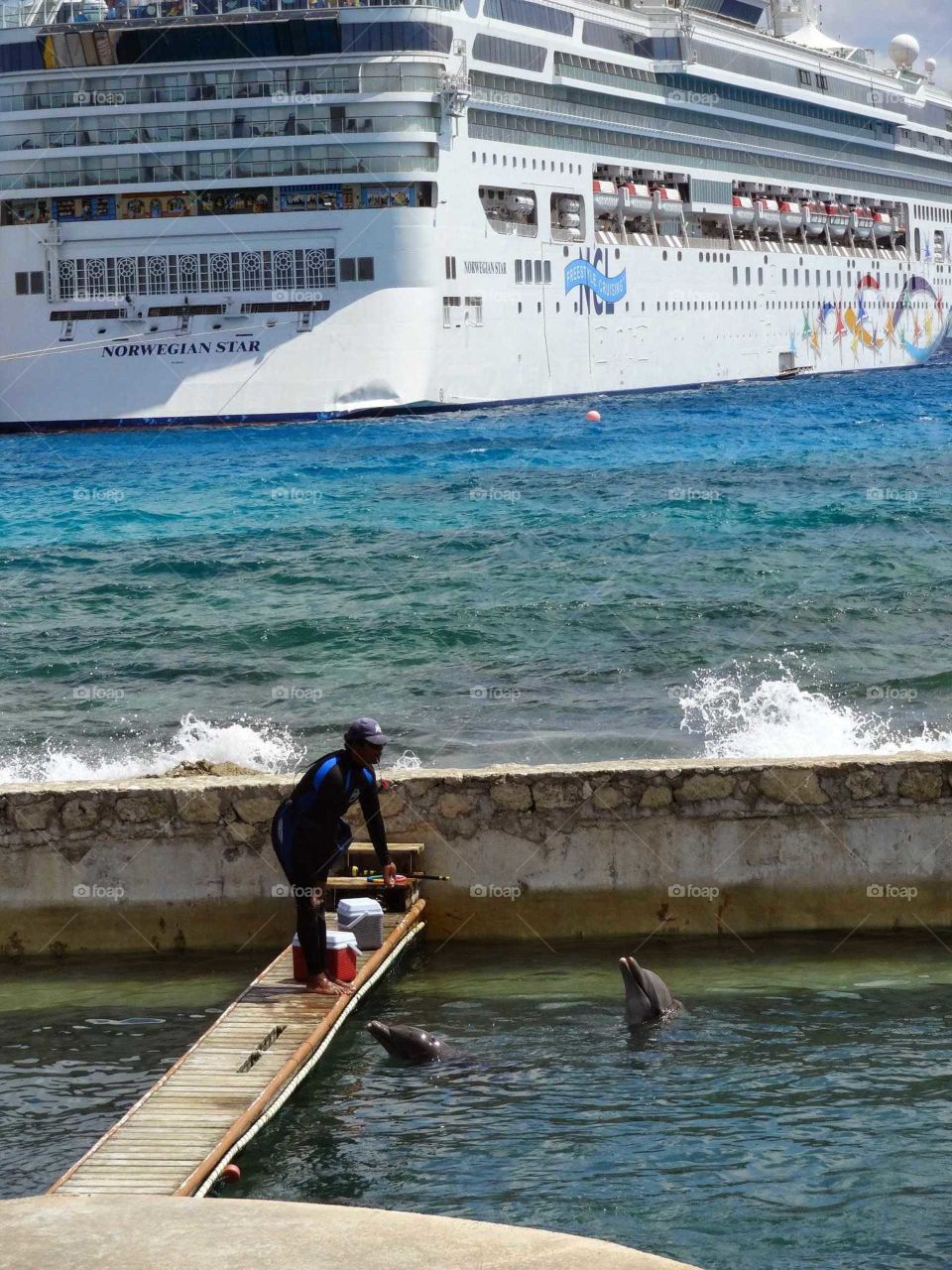 Dolphins in Mexico in front of cruise ship