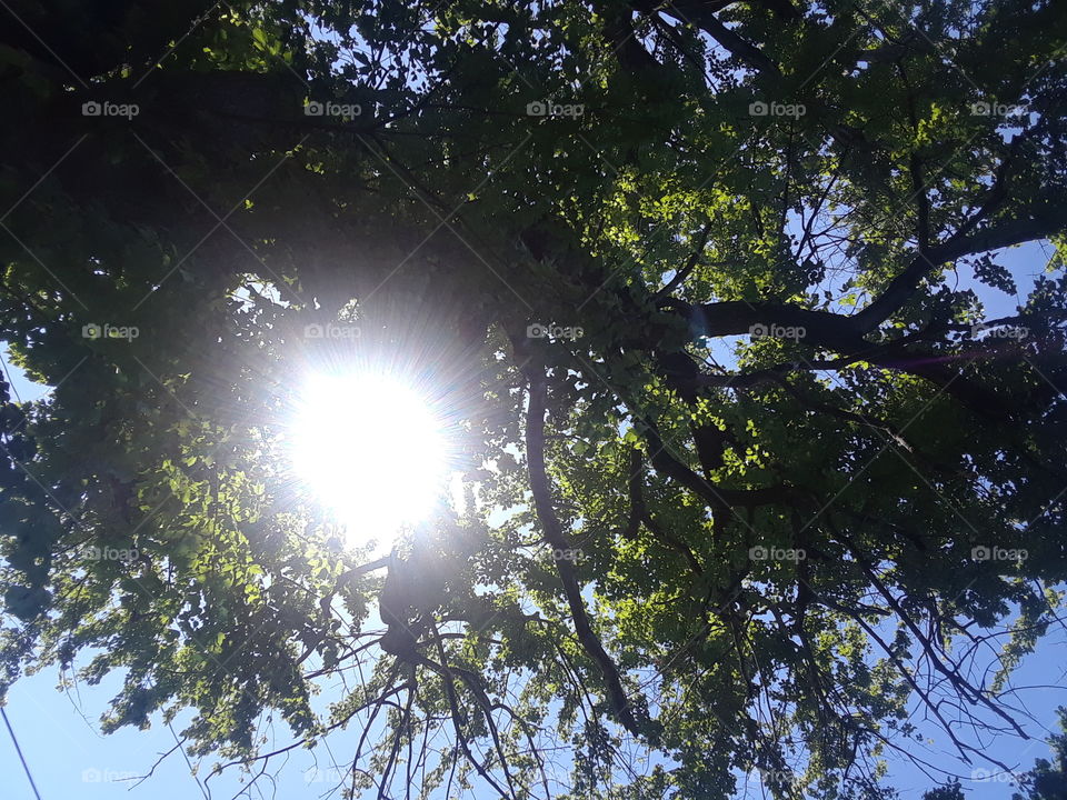 sun through tree