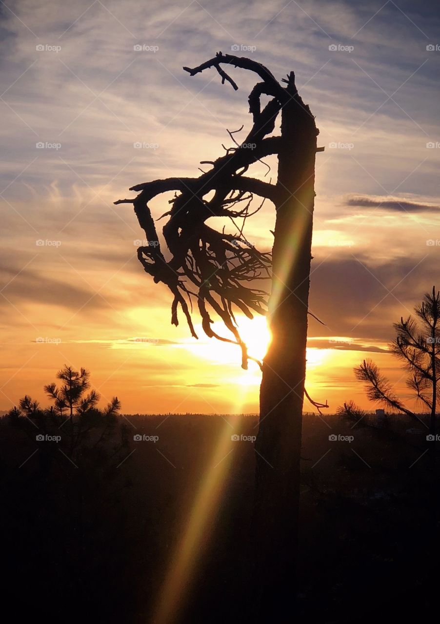 Sad tree in the sunset