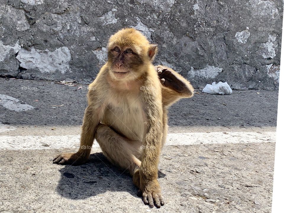 Cute macaque