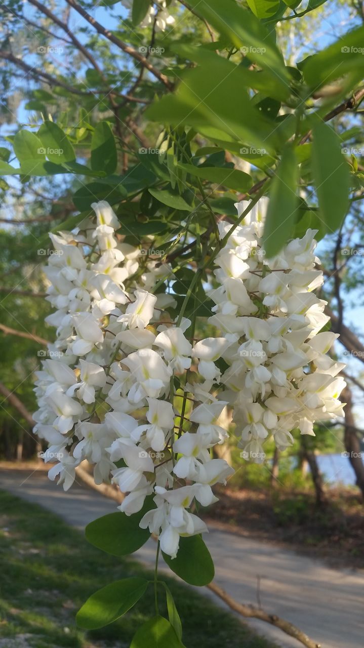 Moringa flower