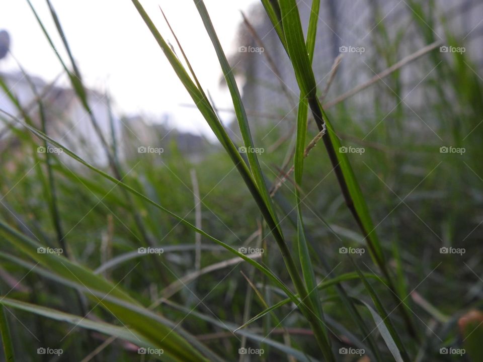 Macro Grass