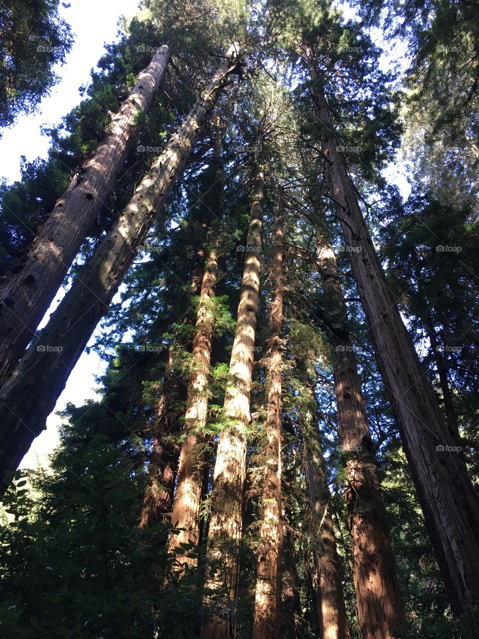 California redwoods - Muir Woods