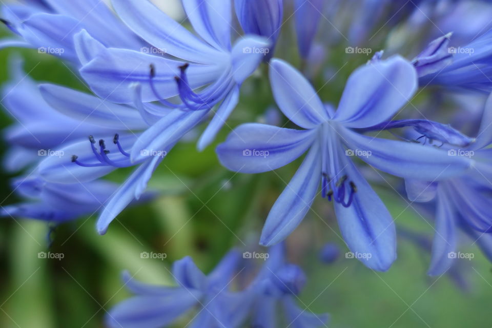 Bluish purple agapanthus 