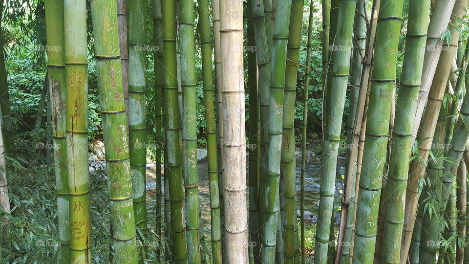 Bamboo, Zen, Tropical, Lush, Leaf