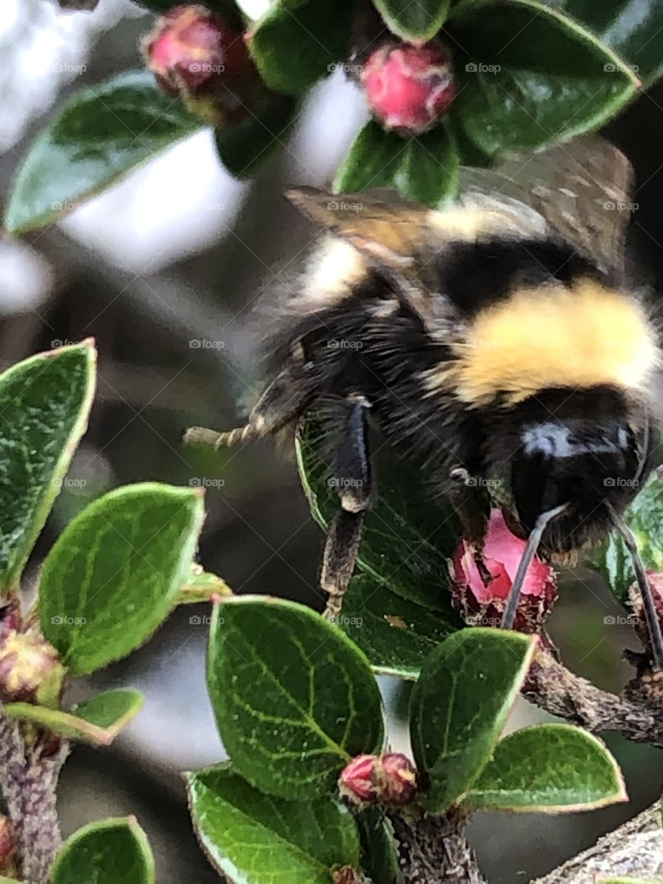 Large bumblebee 