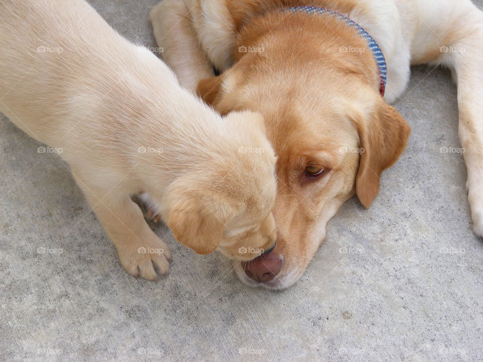 Two labradors