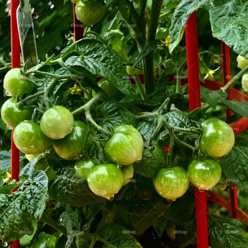 My little cherry tomatoes plant on a rainy day.