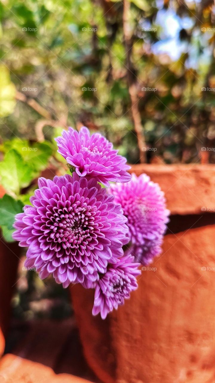 Amazing Winter flower 💕