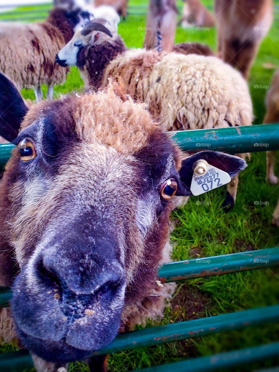 Sheep selfie up close and personal.