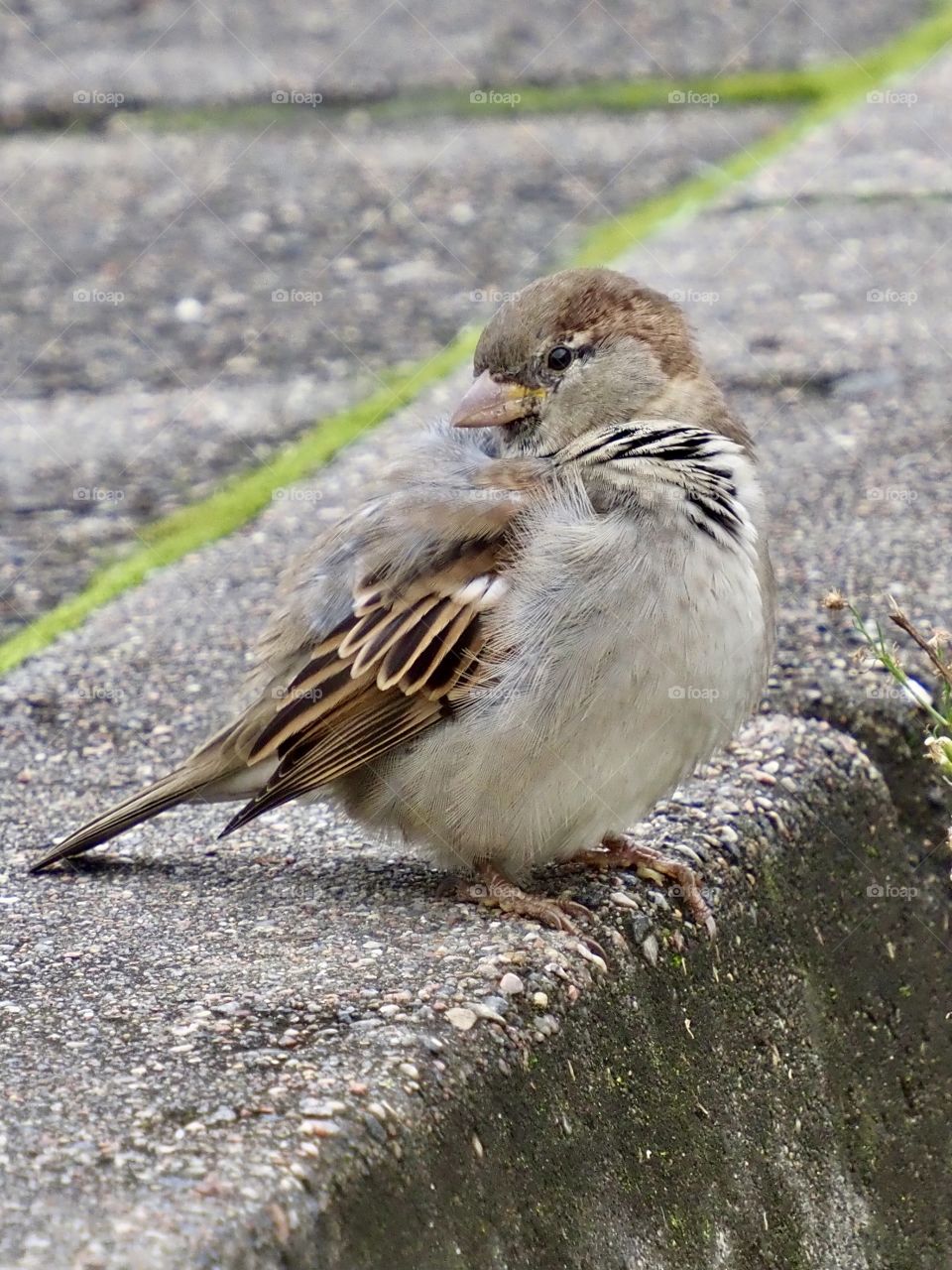Sparrow