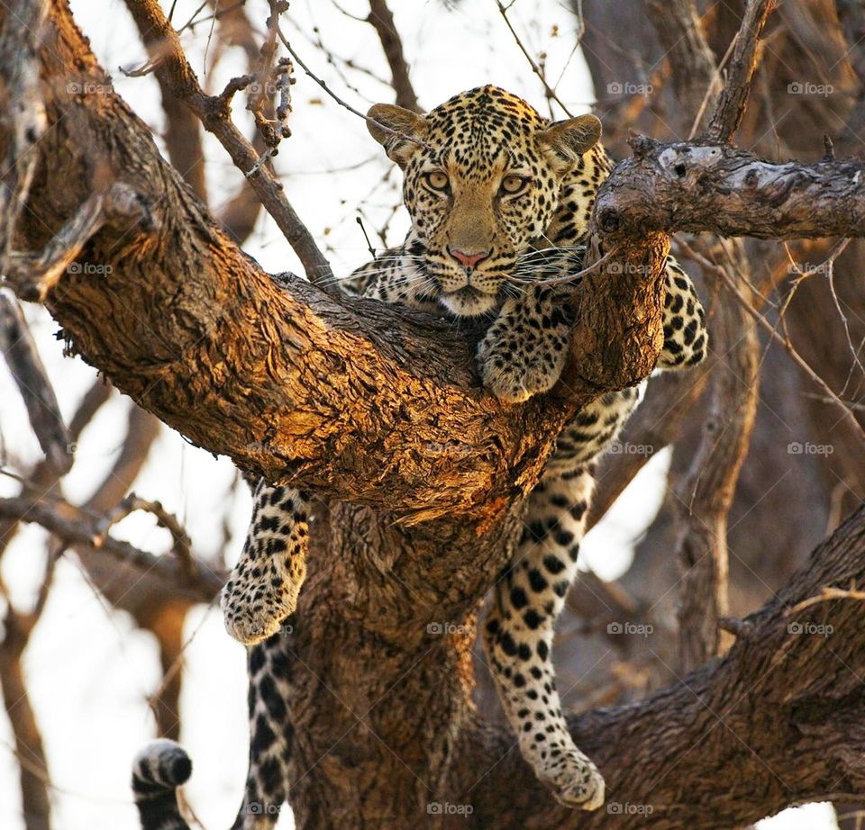 Khwai, Botswana wildlife pictures