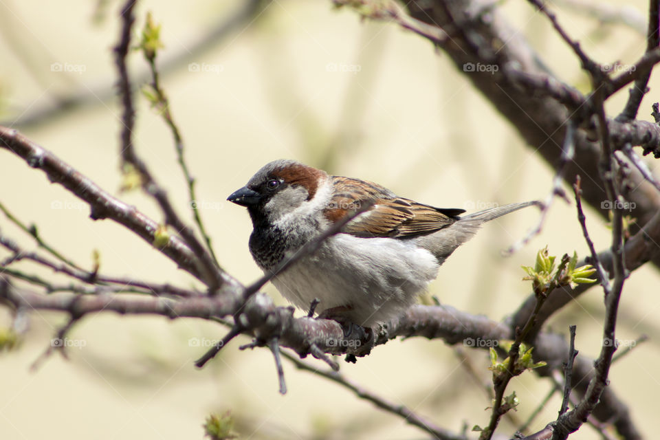 Sparrow perching on branch