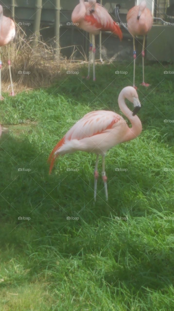 Flamingo in Grass