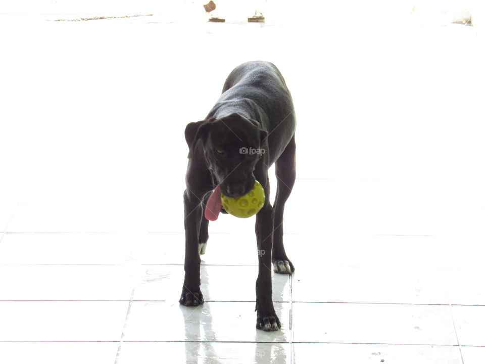 Dog and a Ball