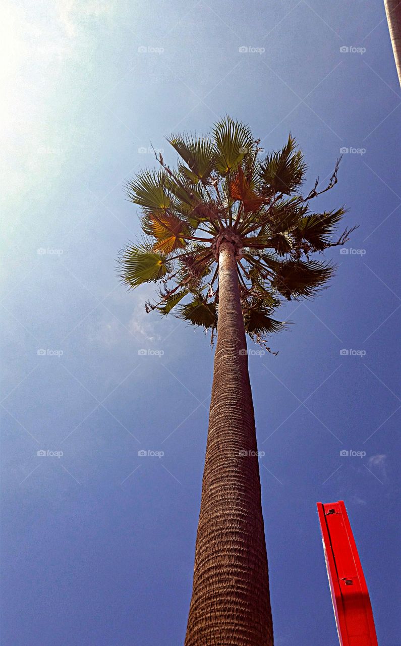 looking up the palm tree. Looking up the tall Mexican Fan Palm Tree at the beach.