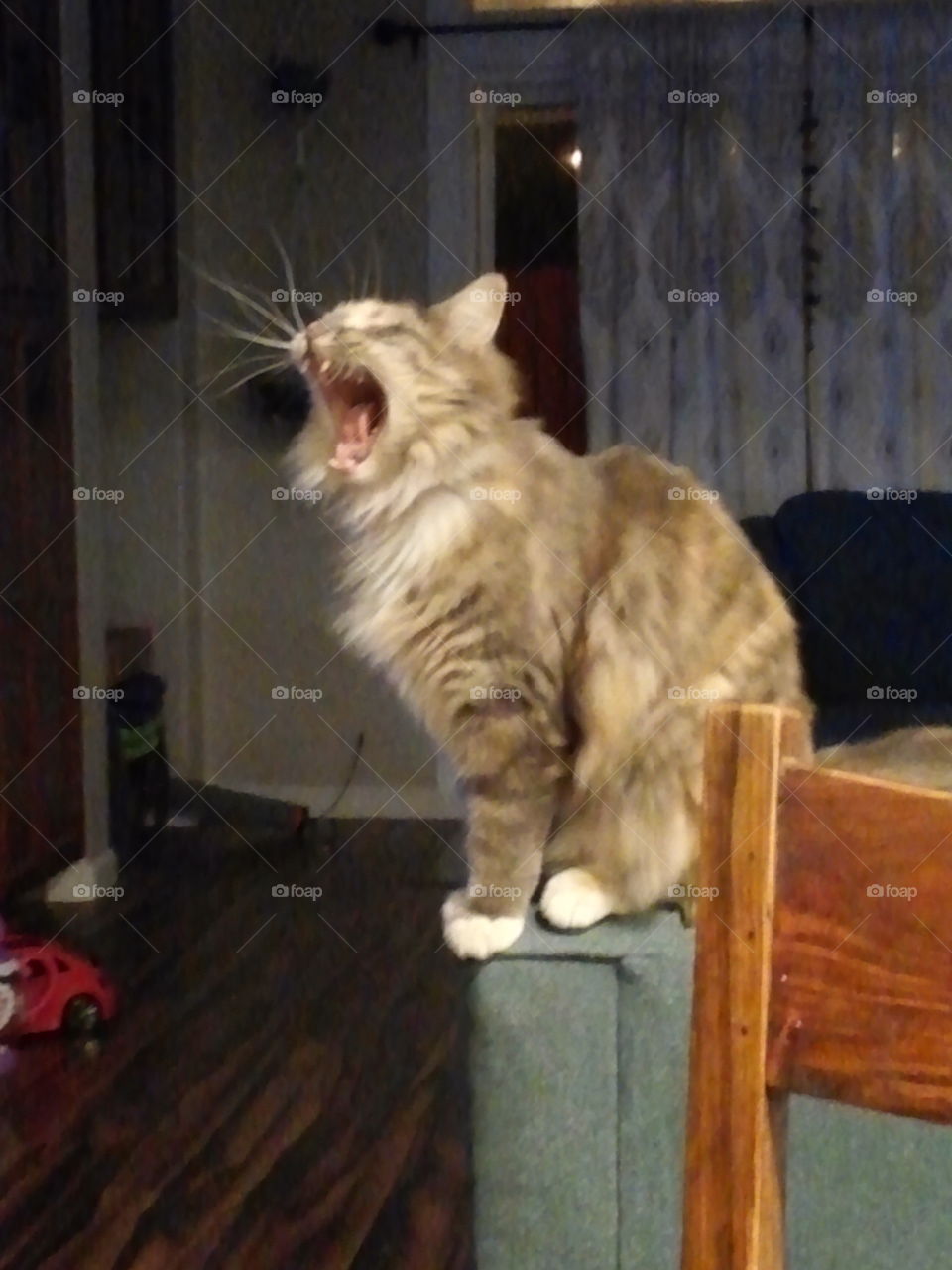 I am feline, hear me roar!