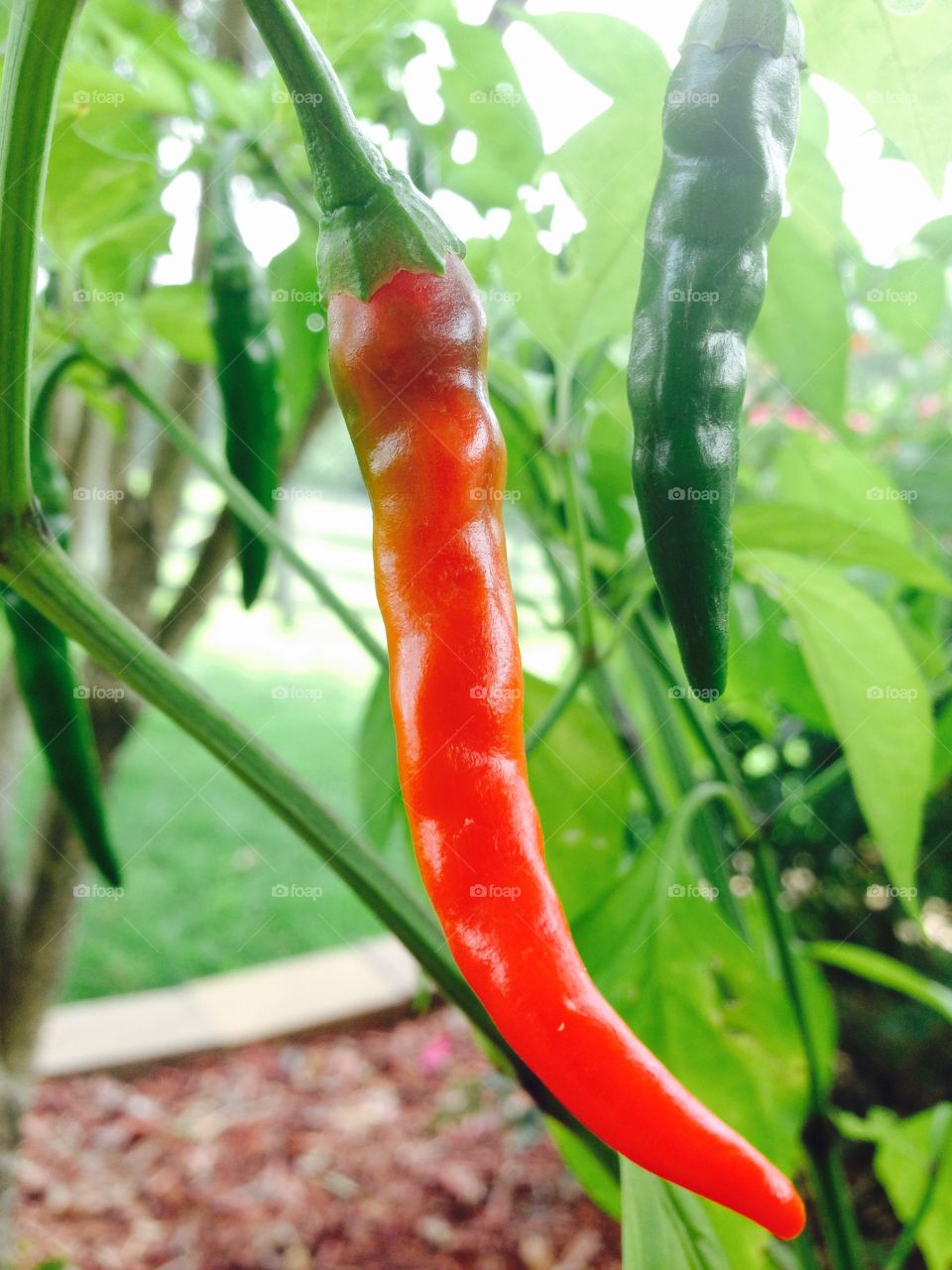 Red cayenne pepper. Red cayenne pepper