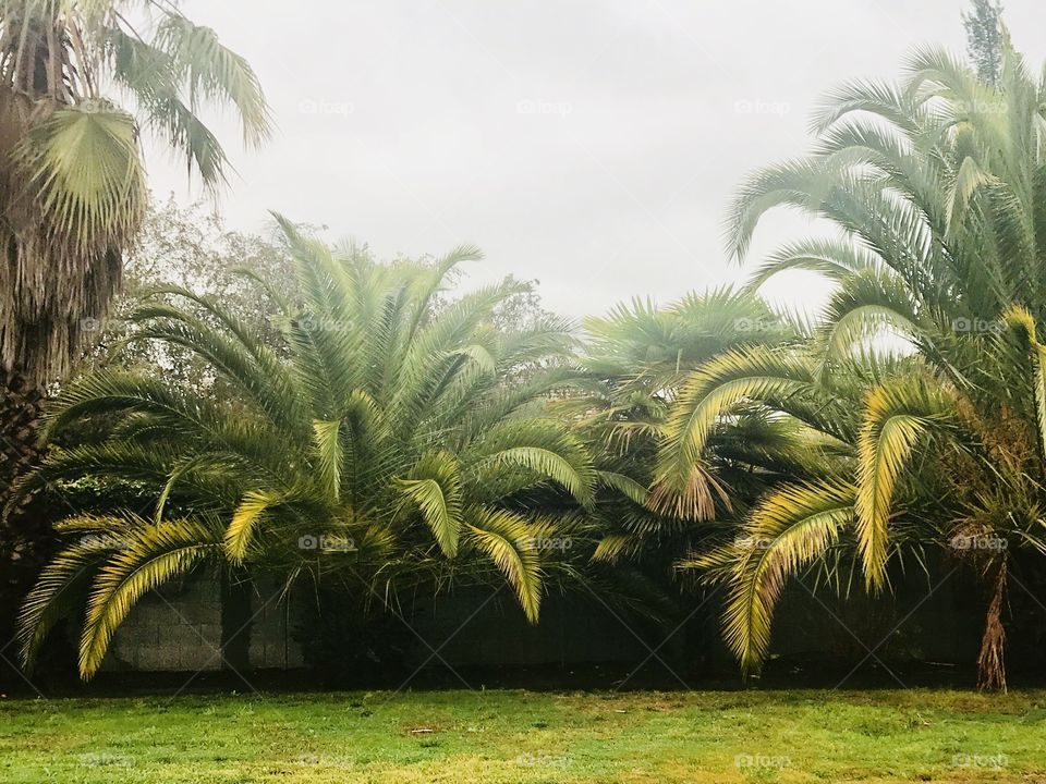 Beautiful green palm trees in the backyard on a rainy autumn afternoon in the fall. Tropical palm trees. USA, America 