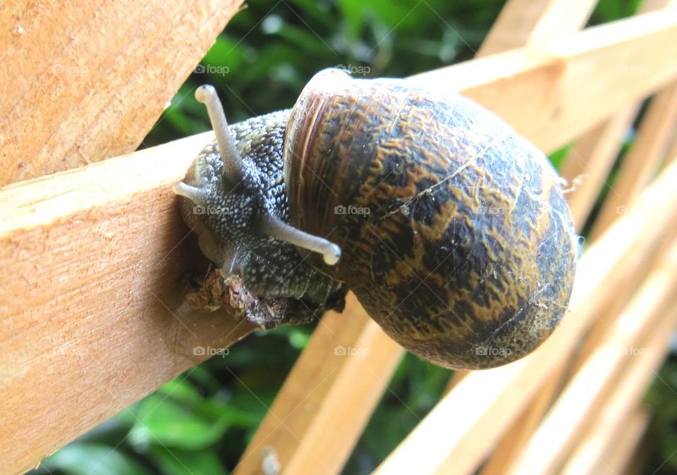 snail