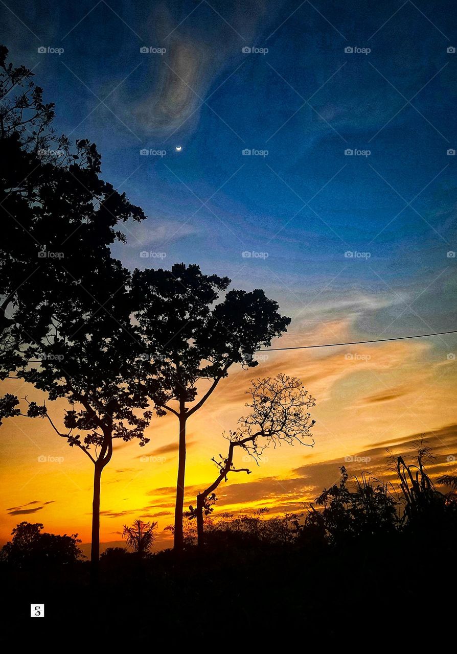 evening. cloud. trees. sky. colour. sunset.