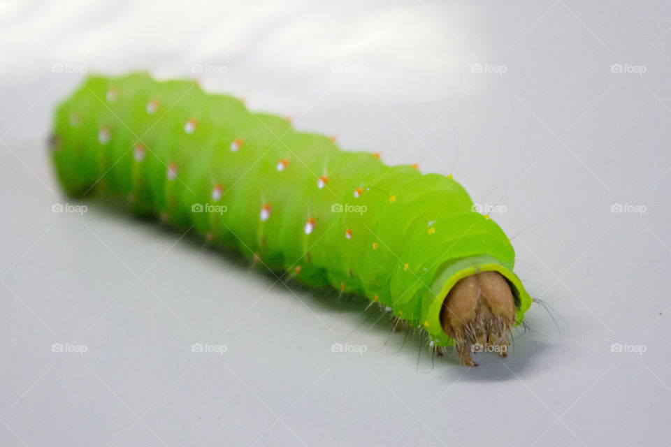 Close-up of caterpillar