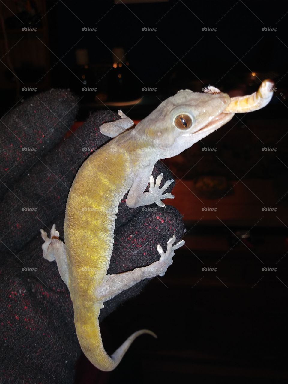 Live feeding my golden gecko. His bright yellow color is what makes this species so beautiful. Very temperamental and sometimes nippy by nature but sweet pets.