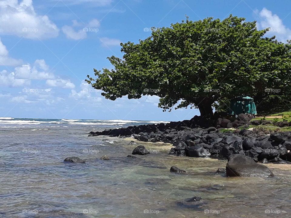 Seashore Tree
