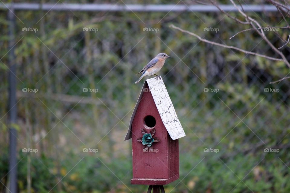 Mama Eastern Bluebird