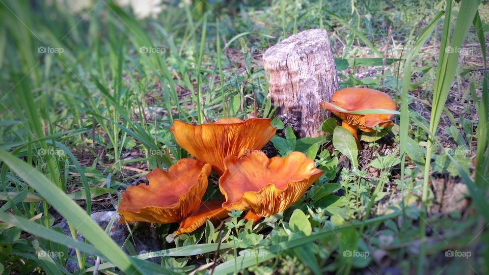 Magical mushrooms of the forest