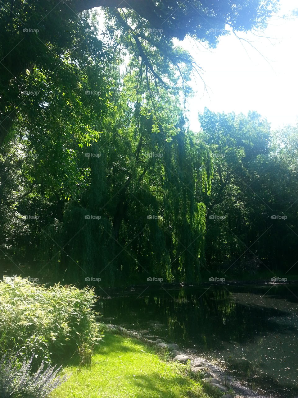 Tree, Nature, Landscape, Wood, Leaf