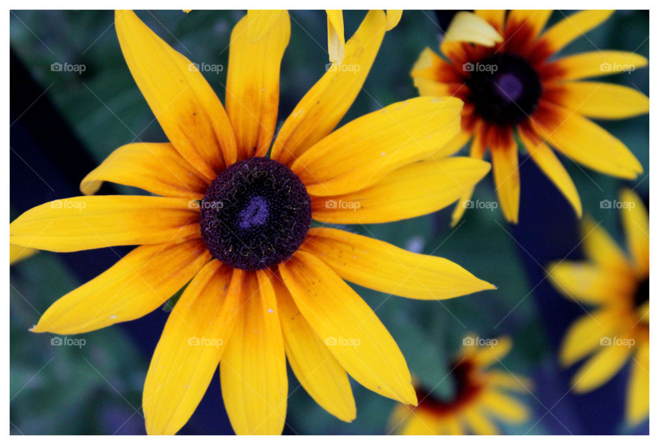 Sunflower. sunflower