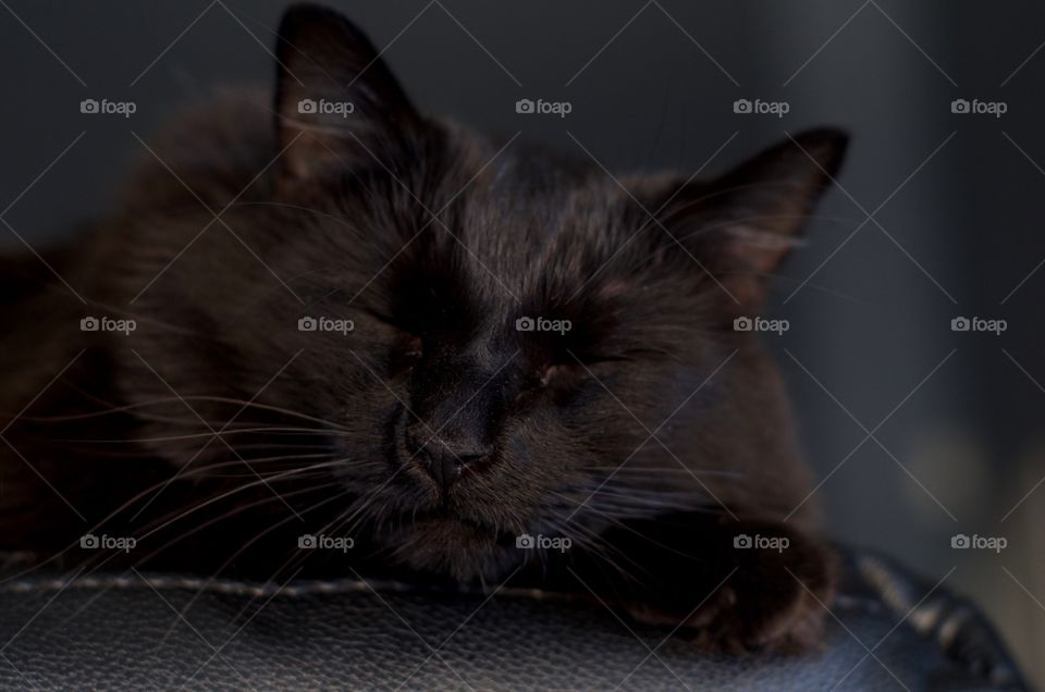 My cat sleeping on the couch.