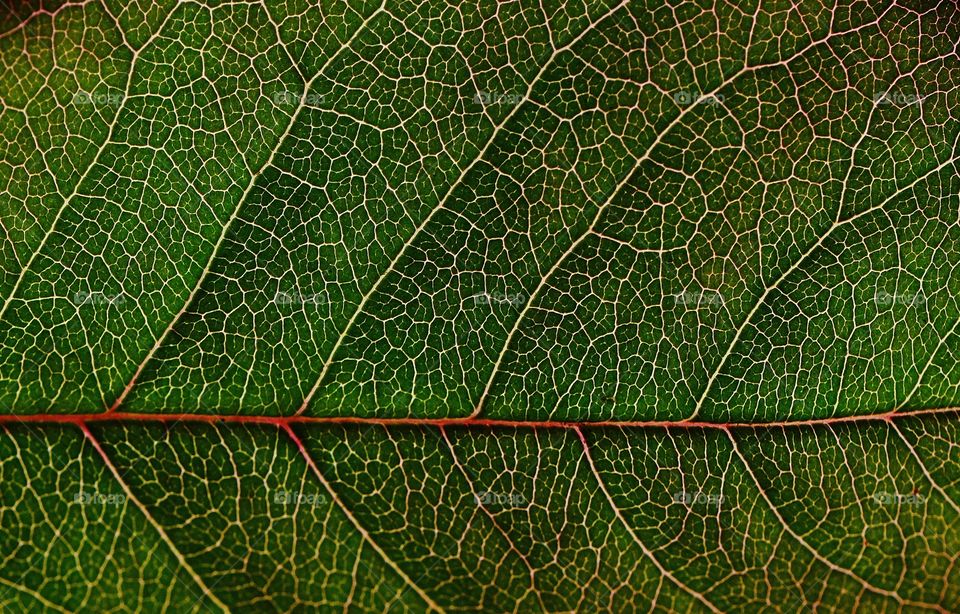 leaf