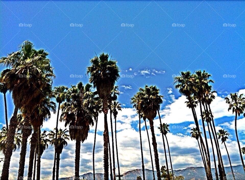 Palms