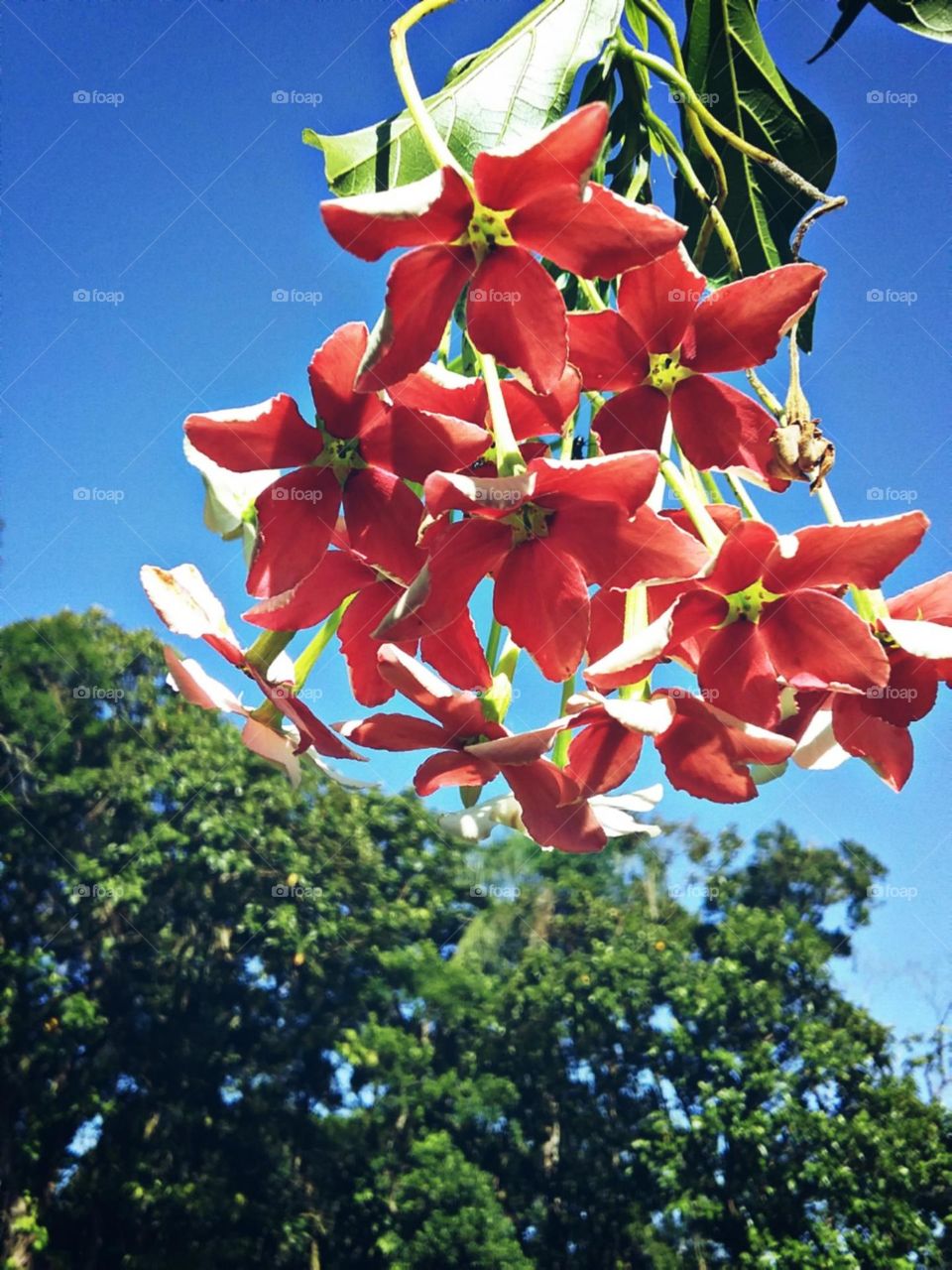 Cacho perfumado que cai sobre nossas cabeças.