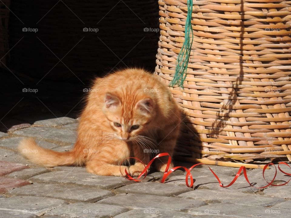 Playing with ribbons