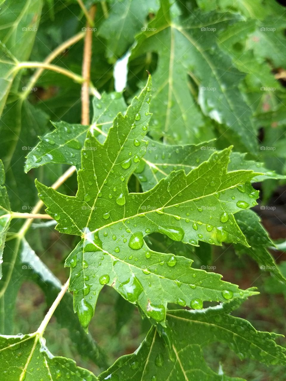 rain on a tree