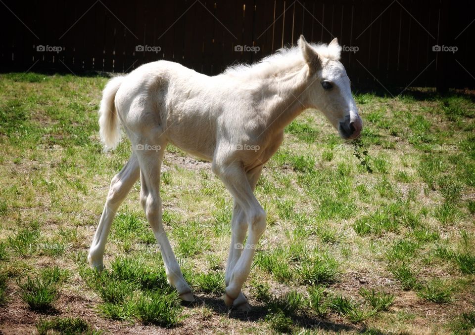 White horse eats plant 