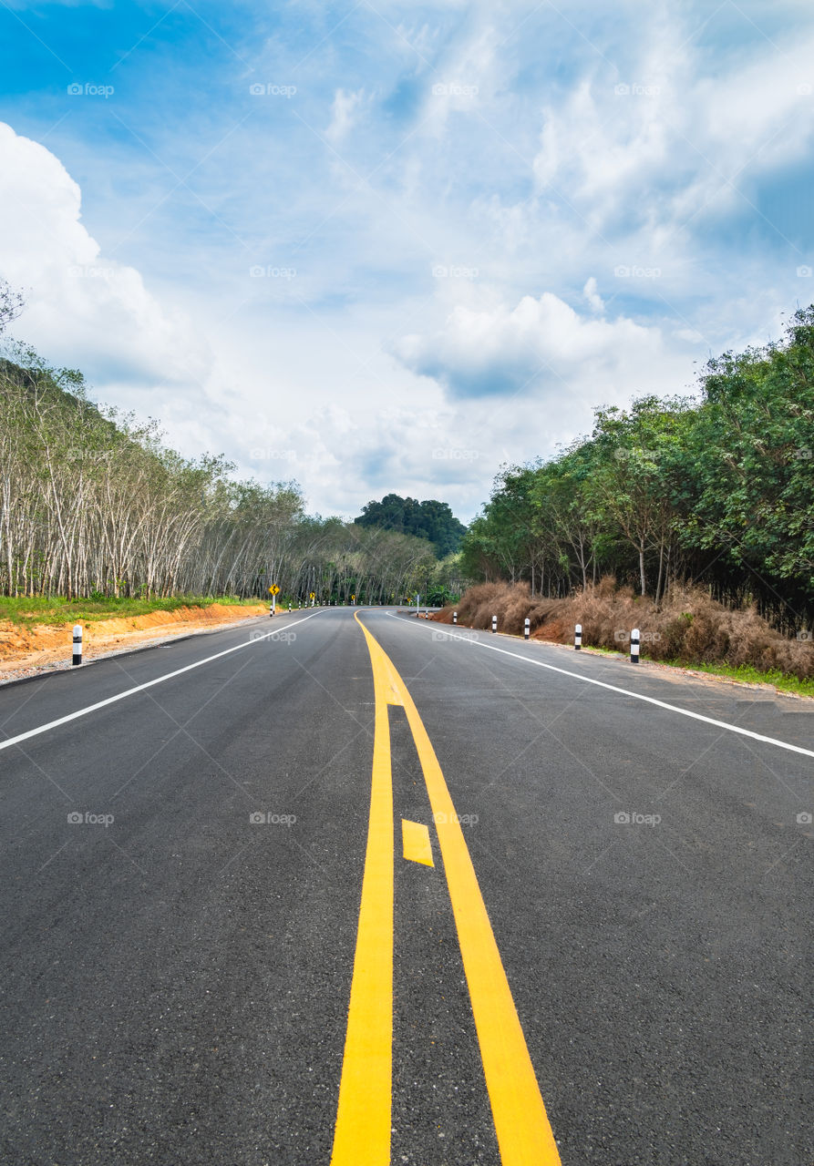 Long road between forest