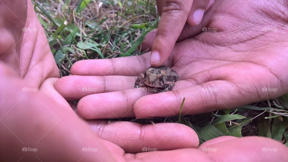 Toad petting