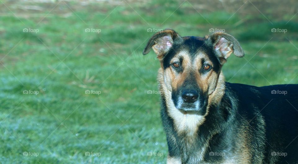 Mixed breed German Shepard dog looking at owner